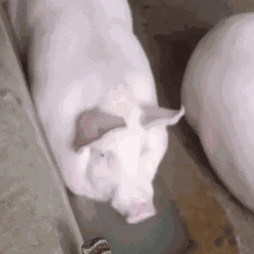 Pig Bubbles GIF