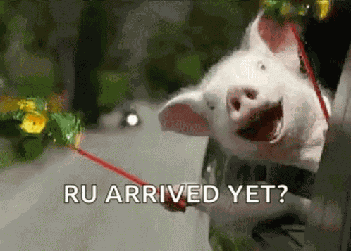 Pig Excited GIF