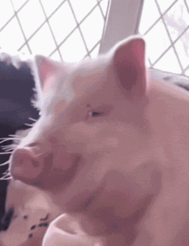 Pig Looking Meme GIF