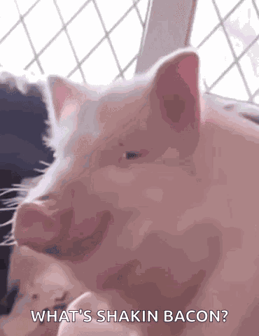 Pig Looking Meme GIF