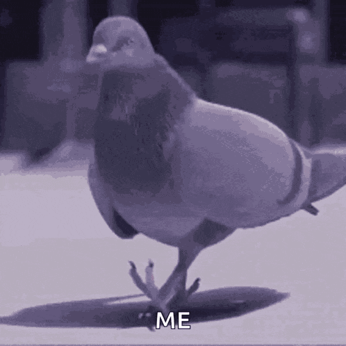 Pigeon Cool GIF