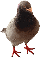 Pigeon Pigeons Sticker