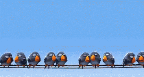 Pigeon GIF
