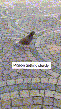 Pigeon Sturdy GIF