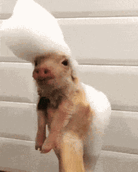 Piggy GIF