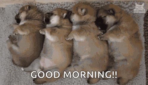 Pile Of Puppies Newborn GIF