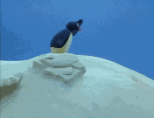 Pingu Search GIF