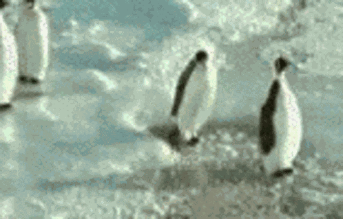 Pingu GIF