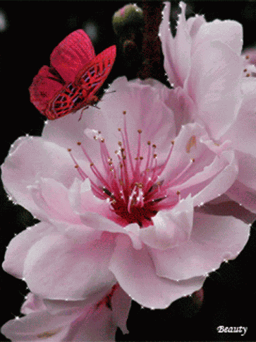 Pink Flower Fly GIF