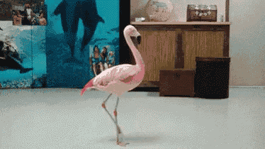 Pinkflamingo Wtf GIF