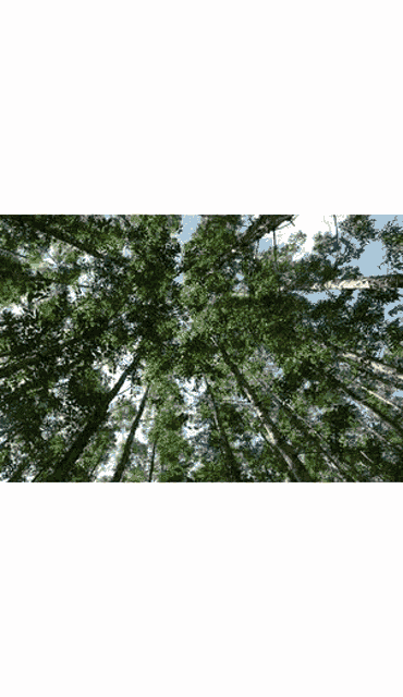 Plant A Tree Carbon Footprint Calculator Uae GIF