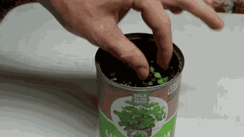 Plant In A Can GIF
