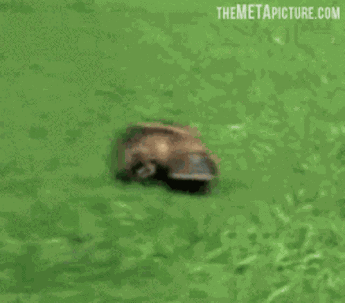 Platypus Cute GIF