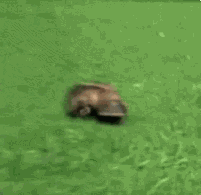 Platypus Run GIF