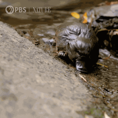 Platypus GIF