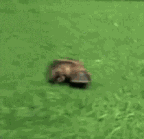 Platypus Walking GIF