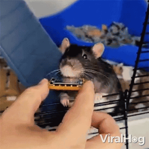 Playing A Small Harmonica Viralhog GIF
