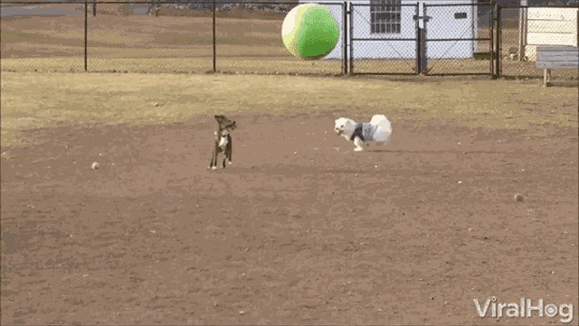 Playing Play With GIF