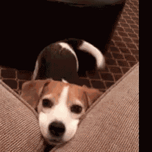 Please Doggy GIF
