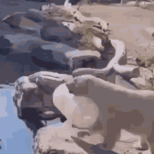 Polar Bear Dumb GIF