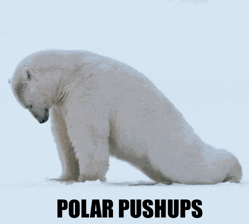 Polar Bear GIF