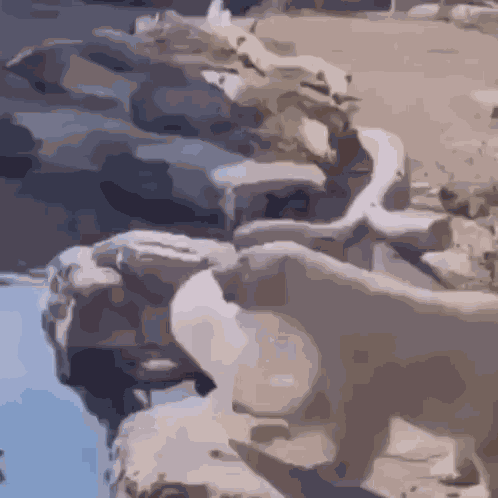 Polar Bear Olar Pear GIF