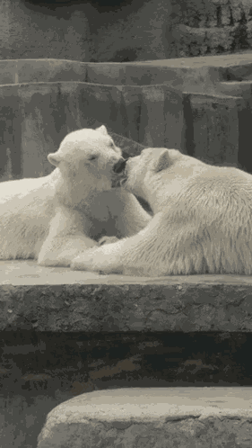 Polar Bear Polar Bear Kiss GIF