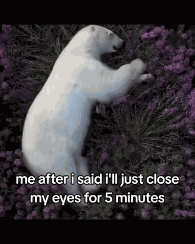 Polar Bear Sleepin 5 Mins Fr GIF