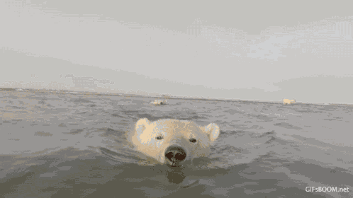 Polar Bear Swimming GIF