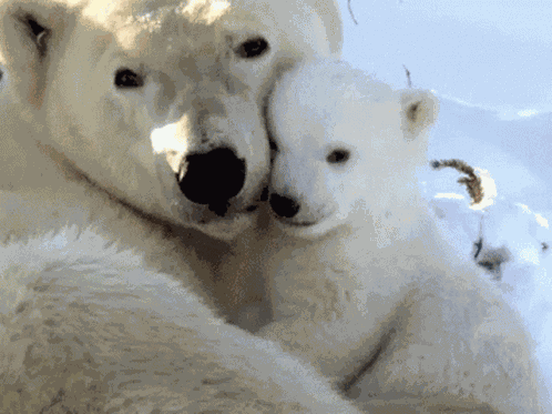 Polar Bear GIF