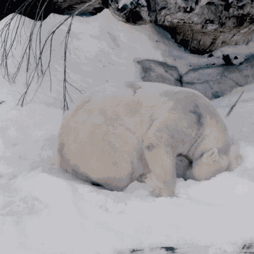 Polar Bear GIF