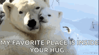 Polarbears Hug GIF