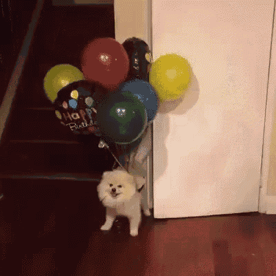 Pomeranian GIF