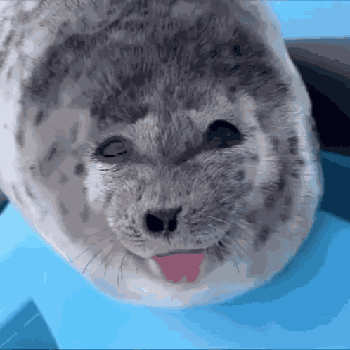 Ponsuke Ponchan GIF