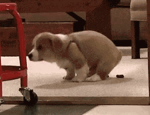Poop Bathroom GIF