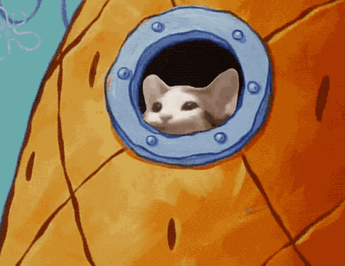 Popcatsolana GIF