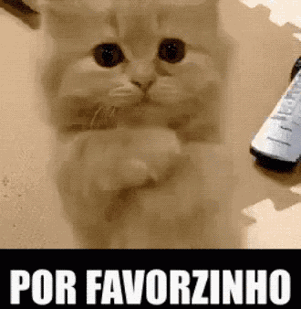 Por Favorzinho / Por Favor / Gatinho / Tô Pedindo GIF