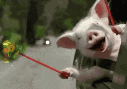 Porquinho / Bom Final De Semana  / Finde / Fim De Semana GIF