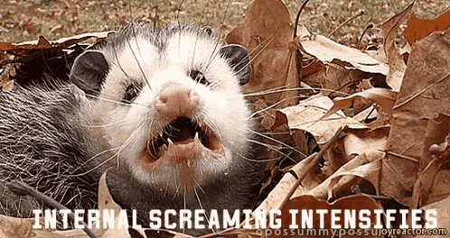 Possum Possum Screaming GIF