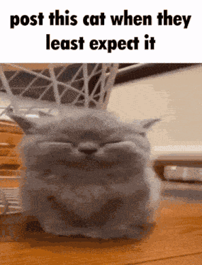 Post This Cat Ryujinr GIF