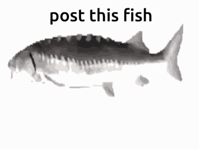 Post This Fish GIF