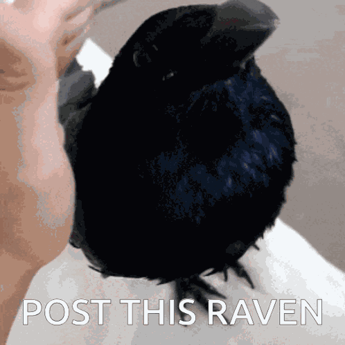Post This Raven GIF