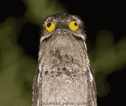 Potoo Googly Eyes GIF