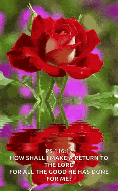 Praying Bless GIF GIF