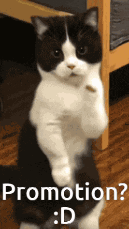 Promo Promotion GIF