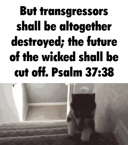 Psalm Cat GIF