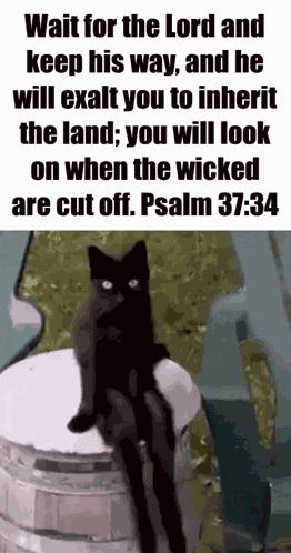 Psalm Cat GIF