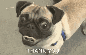Pug Cute GIF