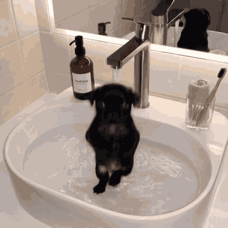 Pug Dance GIF