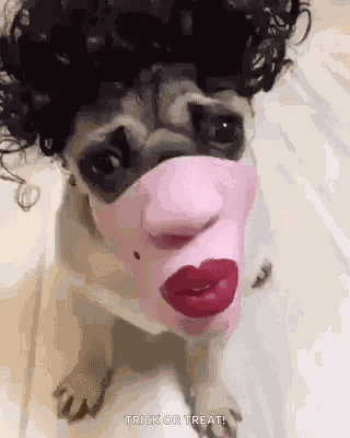Pug Puglife GIF